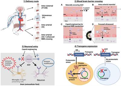 A Multifaceted Approach to Optimizing AAV Delivery to the Brain for the Treatment of Neurodegenerative Diseases